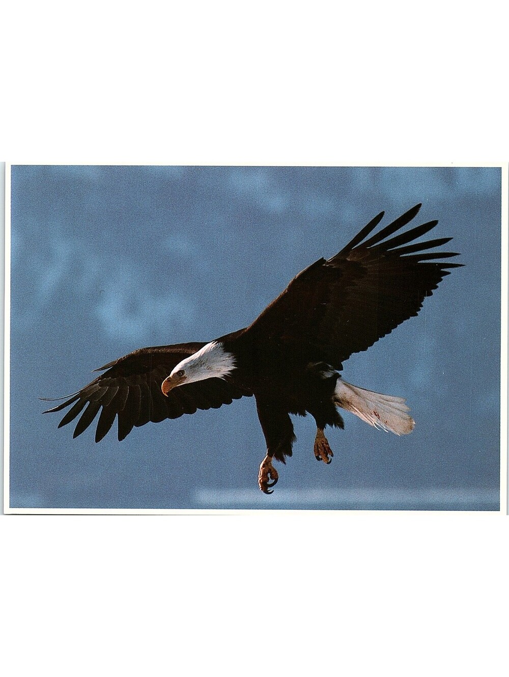 Vintage Postcard Bald Eagle North American Wildlife Impact 1989 —